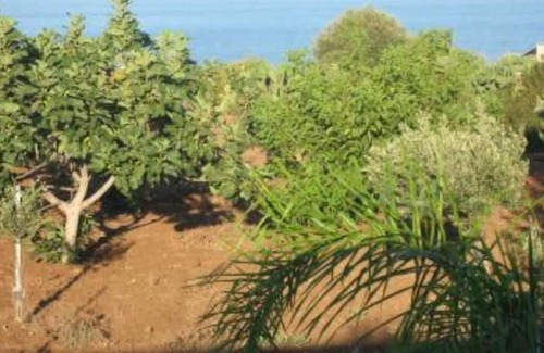 Ustica House | Hose of the palm trees, 5000 sq.m of garden, and there is a vegetable garden ava