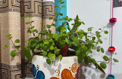 Cusco Bed & Breakfast | Budget-Friendly Stay at Hospedaje Qorichaska's with Breakfast