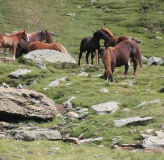 Esterri D'Aneu House | Guest Favorite: Hostal Vall D'Aneu with Dining & Family Perks