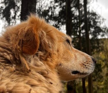 Sigchos Hotel | Pet-Friendly Hostería La Estela with Breakfast Included