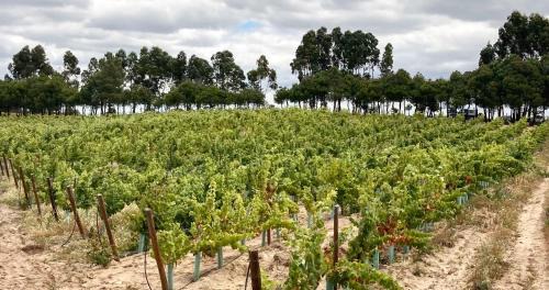 Castelo Branco Hotel | Pet-Friendly Hotel Campo do Rosmaninho with Ocean Views