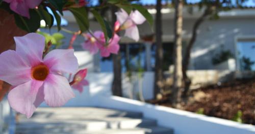 Castelo Branco Hotel | Pet-Friendly Hotel Campo do Rosmaninho with Ocean Views