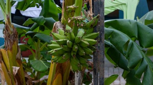 Gaira House | hotel casa martin