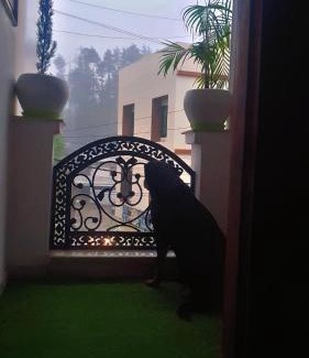 Lohaghat Hotel | Discover Cedar Heritage: 5-Star Stay with Pet-Friendly Amenities