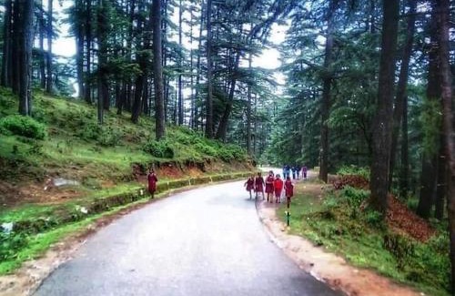 Lohaghat Hotel | Discover Cedar Heritage: 5-Star Stay with Pet-Friendly Amenities