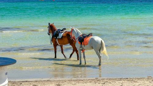 Playa Sidi Mehrez Hotel | Relax at Hotel de Charme et SPA Dar El Bhar with Ocean Views