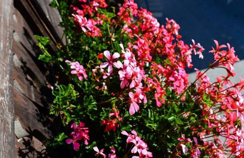 Grimentz Hotel | Discover Hotel de Moiry Supérieur: Rated 8.5/10 & Pet Friendly