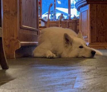 Gressoney-Saint-Jean Hotel | Discover Hotel Lyshaus: Pet-Friendly & 4-Star Comfort