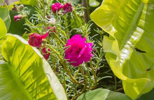 Parnamirim Hotel | Budget-Friendly Getaway at Hotel Parque do Sol with Pool