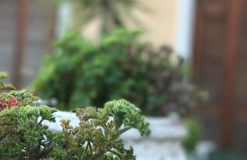 Imperia Hotel | Pet-Friendly Retreat at Hotel Piemontese with Breakfast