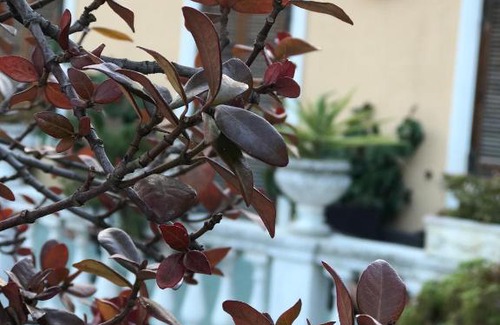 Imperia Hotel | Pet-Friendly Retreat at Hotel Piemontese with Breakfast