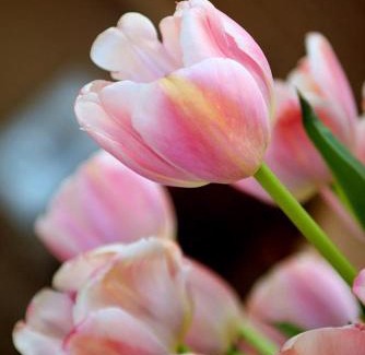 Frutillar Hotel | Exceptional Hotel Serenade de Franz Schubert with Breakfast
