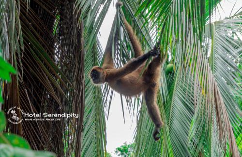 Tortuguero Hotel | Discover Hotel Serendipity: 4-Star Retreat with Dining