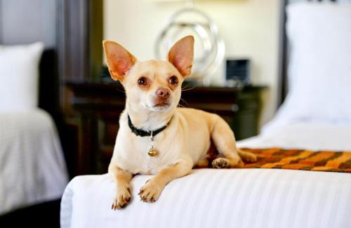 Leon Hotel | Elegant Hotel Stadium: Ocean View, Pet-Friendly Paradise