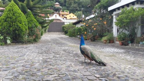 Santa Ana Hotel | Charming Hotel Casa Búho B&B: Guest Rated 9/10 & Family Welcoming