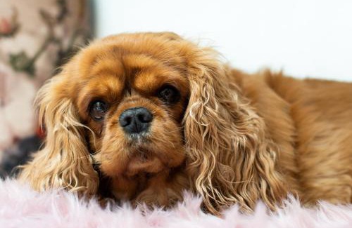 Finsterwalde House | Pet-Friendly Retreat at Hotel Zum Vetter with Breakfast Included
