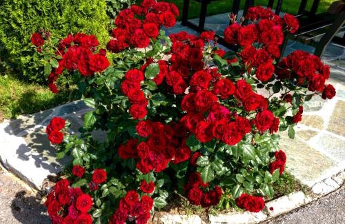 Irinovac House | Pet-Friendly Escape at House Pavlic - Guest Rated 9.4/10