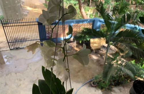 Siem Reap Apartment | Discover House of Mango: Family & Pet-Friendly Retreat