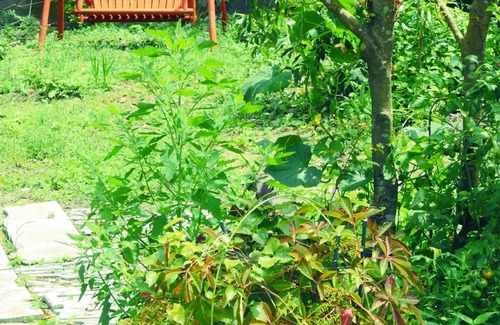 Yunotsucho Yunotsu Cottage | Discover HSOM / Oda Shimane: Family-Friendly & Breakfast Included