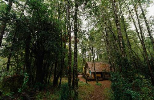 Neltume Cabin | Explore Huilo Huilo Cabañas del Bosque: Family-Friendly Retreat