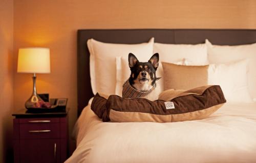 Pajaros Hotel | Discover Hyatt Place Bayamon: Pet Friendly & Oceanfront Retreat