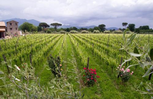 Teano House | Discover i Cacciagalli Wine Resort: 9.2/10 Guest Rated Escape
