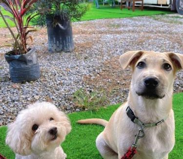 Genting Highlands Other | Pet-Friendly Getaway at iGo Glamz 爱狗露营 Glamping