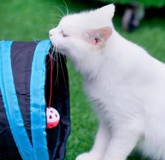 Genting Highlands Other | Pet-Friendly Getaway at iGo Glamz 爱狗露营 Glamping