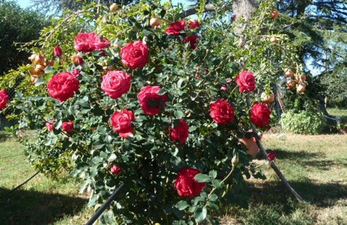 Viterbo House | Explore Il Casale Nella Tuscia: Family & Pet-Friendly Retreat