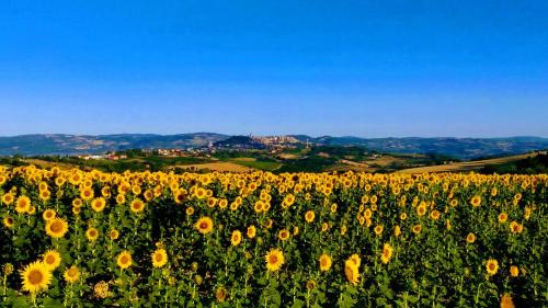 Collevalenza Apartment | Discover Il Focolare: Eco-Friendly Stay with Hot Tub
