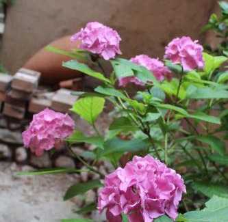 Mandello del Lario Apartment | Beautiful Il Giardino dei Fiori - Pet Friendly & Highly Rated