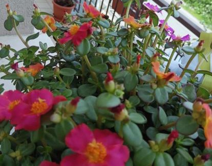 Sant'Angelo in Lizzola Bed & Breakfast | Discover Family-Friendly Comfort at Il Giramondo Hotel