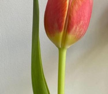 Teverina di Cortona Apartment | Discover Il Tulipano: Oceanfront Retreat with Pool & Pets Welcome