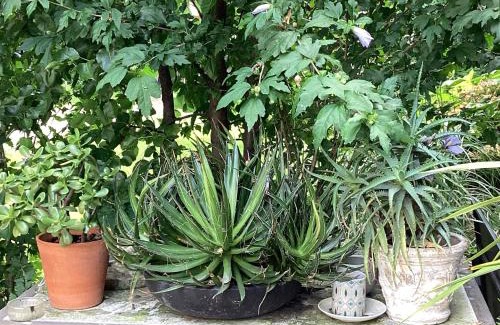 San Leonardo Bed & Breakfast | Discover Il Villino della Duchessa: Pet-Friendly Retreat