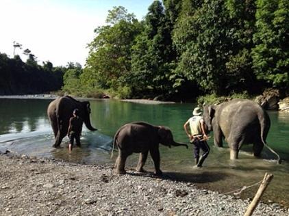 Bukit Lawang Hotel | Eco-Friendly Escape at Indra Valley Inn Bukit Lawang