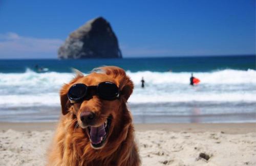 Pacific City Hotel | Pet-Friendly Inn at Cape Kiwanda with Pool & Hot Tub