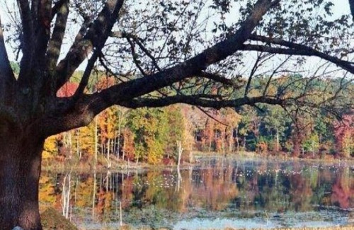 Pomfret Bed & Breakfast | Cozy Inn at Fox Hill Farm: Pet Friendly & Child Welcoming