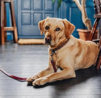 Calgary Hotel | Oceanfront Inn at Port nan Gael: Pet-Friendly Retreat