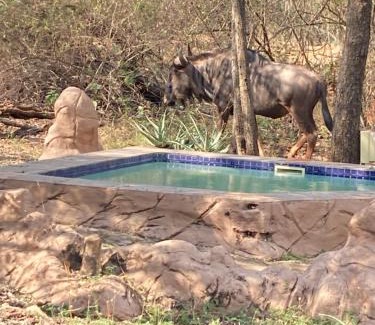 Marloth Park House | Discover Ivory Sands Safari Lodge with Pool & Breakfast