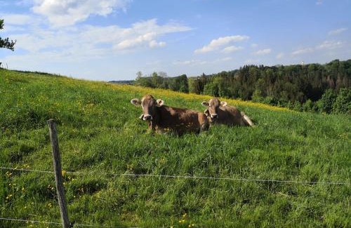 Altusried Apartment | Pet-Friendly Jägerstüble: Guest Rated 9.6/10 Experience