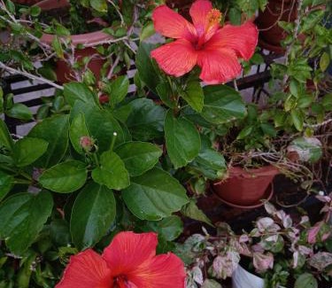 Bhopal House | Cozy Jheelam Homestay: Family-Friendly with Dining Options