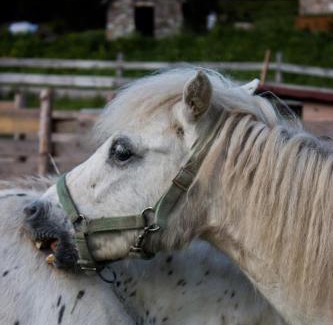 Spindleruv Mlyn House | Pet-Friendly Resort Sv. František with Hot Tub & Breakfast