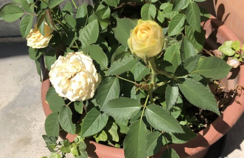 Pavia Apartment | Experience Zia Ninìn: A Serene Retreat in Northern Italy