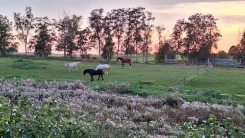 Hasselfelde House | Pet-Friendly JS Feriendomizile Haus Abendrot with Amenities