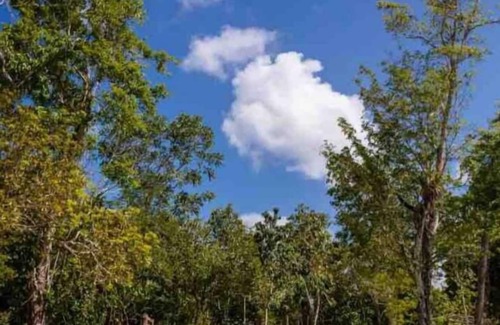 Puerto Morelos House | Discover Jungle House: Your Oasis by Cenotes Puerto Morelos