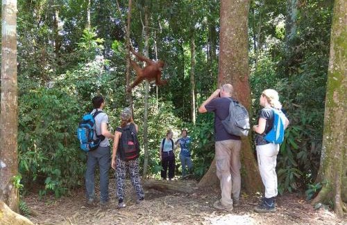 Bukit Lawang Hotel | Jungle View Homestay & Guesthouse Only Stay Here Book Treking With Us