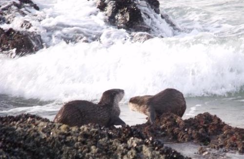 Nature's Valley Apartment | Pet-Friendly Kamma-Otter: Ocean Views & Family Fun Await!