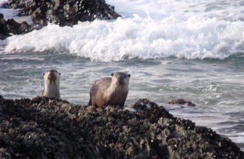 Nature's Valley Apartment | Pet-Friendly Kamma-Otter: Ocean Views & Family Fun Await!
