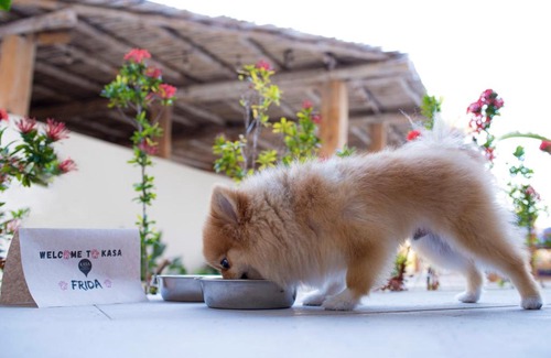 Puerto Aventuras Hotel | Discover KASA Hotel Riviera Maya: Pet-Friendly Paradise