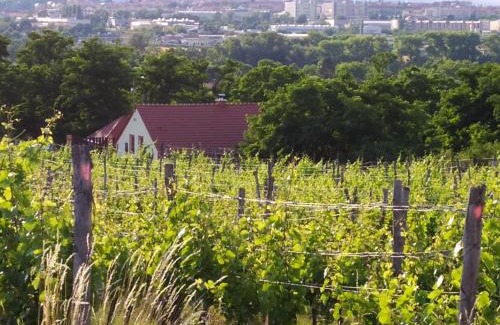 Znojmo House | Discover Kateřinský sklípek: Family-Friendly Retreat